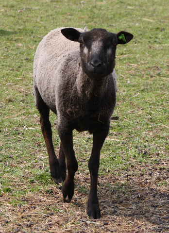 Brunhilde's Fleece Grey Sheared 2024