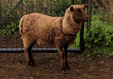 Tovia's Fleece - Moorit - Sheared - 2023