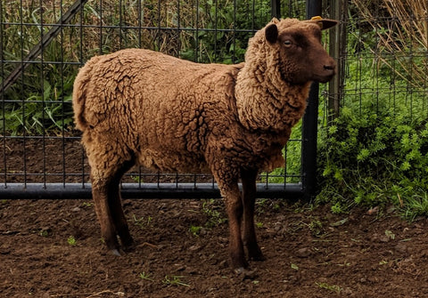 Tovia's Fleece Moorit Sheared 2024