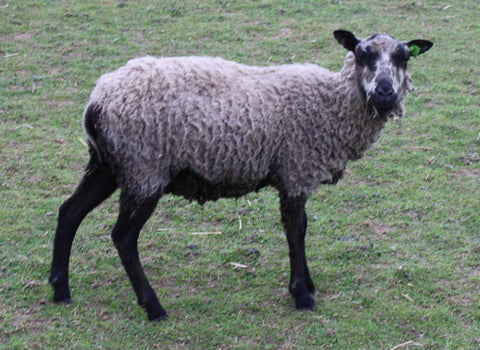 Ciocio's Fleece - Grey - Roo'd - 2024