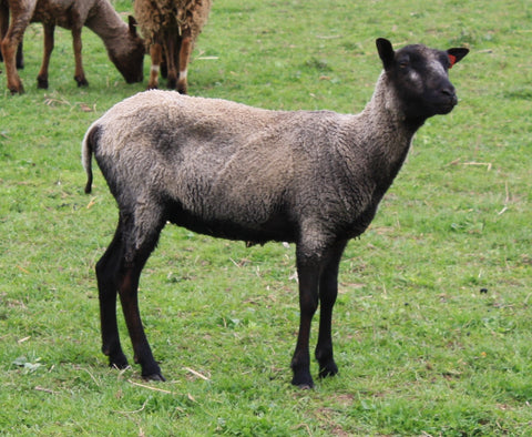 Juliet's Fleece Grey Sheared 2024