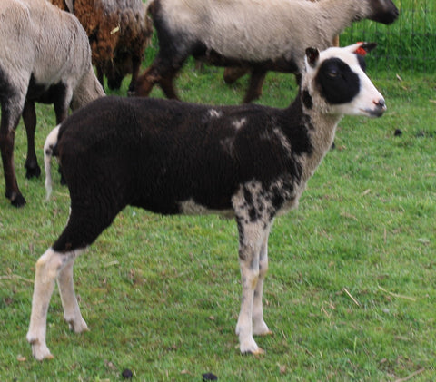 Luciana's Fleece - Black and White - Sheared - 2024