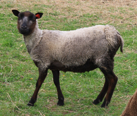 Gertrude's Fleece - Grey Katmoget - Sheared - 2023