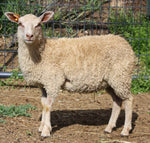 Belva's Fleece - White - Sheared - 2023