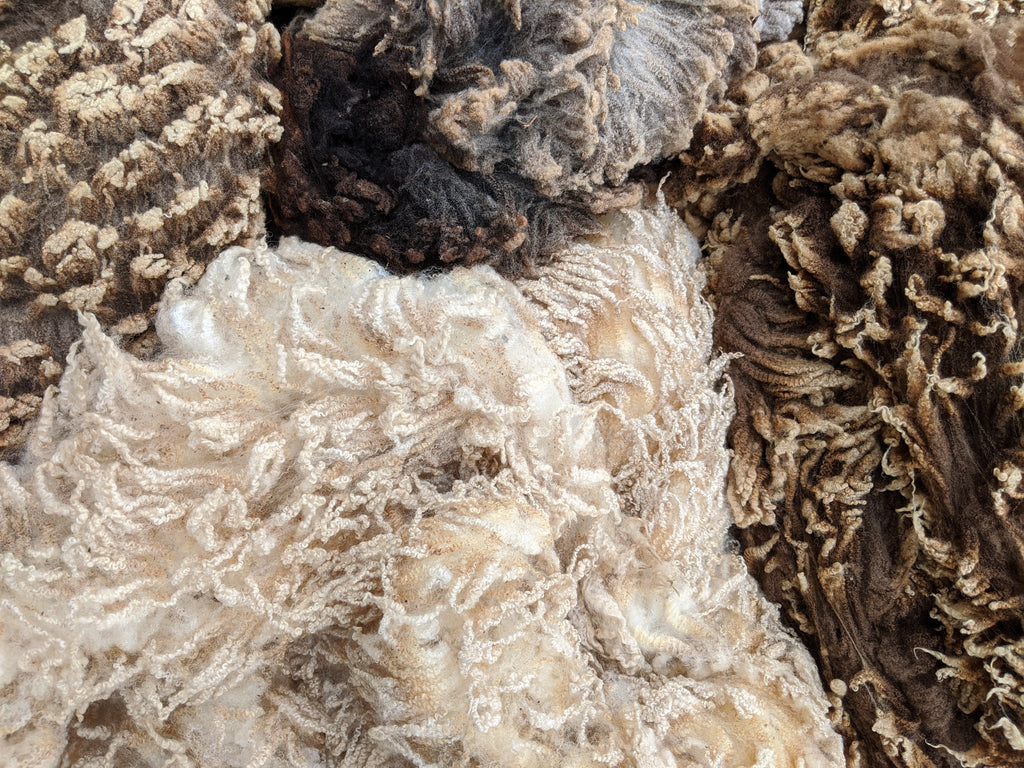 Fleeces from our Soft Shetland Sheep