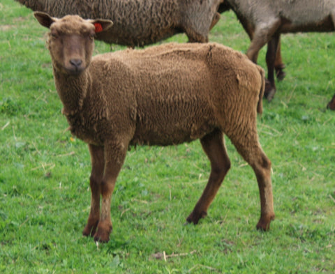 Adrianna's Fleece Moorit Sheared 2024