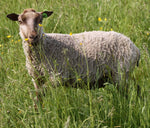 Alcina's Fleece - Fawn Katmoget - Roo'd - 2023
