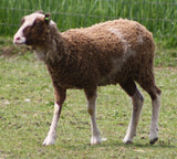 Belinda's Fleece - Moorit Spotted - Roo'd - 2023