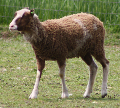 Belinda's Fleece Moorit Rooed 2025