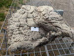 Bianca's Fleece - Grey - Sheared - 2023