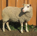 Elara's Fleece White Sheared 2025