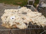 Elara's Fleece - White - Sheared - 2023