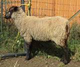 English Garden's Fleece Grey Sheared 2025