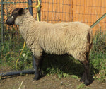English Garden's Fleece - Grey - Sheared - 2023