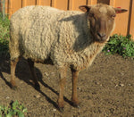 Fanny's Fleece - Fawn Katmoget - Sheared - 2023