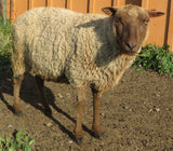 Fanny's Fleece Fawn Half Sheared/Half Rooed 2025
