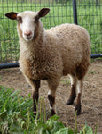 Alice Paul's Fleece Fawn Sheared 2025
