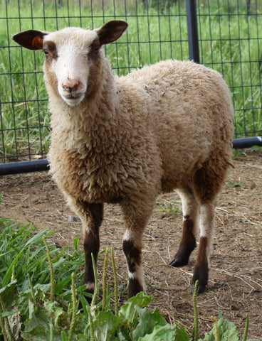 Alice Paul's Fleece Fawn Sheared 2024