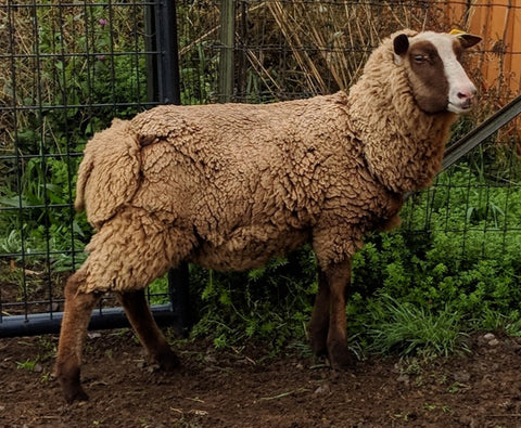 Susan's Fleece Moorit Sheared 2024