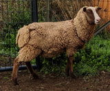 Susan's Fleece Moorit Sheared 2025