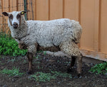 Dina's Fleece Fawn Rooed 2025