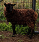 Audie's Fleece Black Sheared 2025