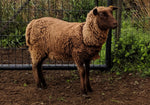 Tovia's Fleece Moorit Rooed 2025