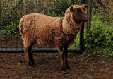 Tovia's Fleece Moorit Rooed 2025