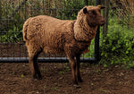 Tovia's Fleece - Moorit - Sheared - 2023