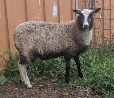 Sif's Fleece - Grey - Sheared - 2023