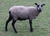 CioCio's Fleece - Grey Katmoget - Roo'd - 2023
