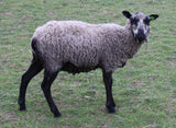 Cio Cio's Fleece Grey Rooed 2025