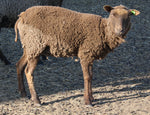 Aida's Fleece Moorit Sheared 2025