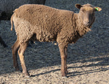 Aida's Fleece Moorit Sheared 2025