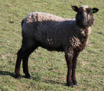 Isolde's Fleece Grey Rooed 2025
