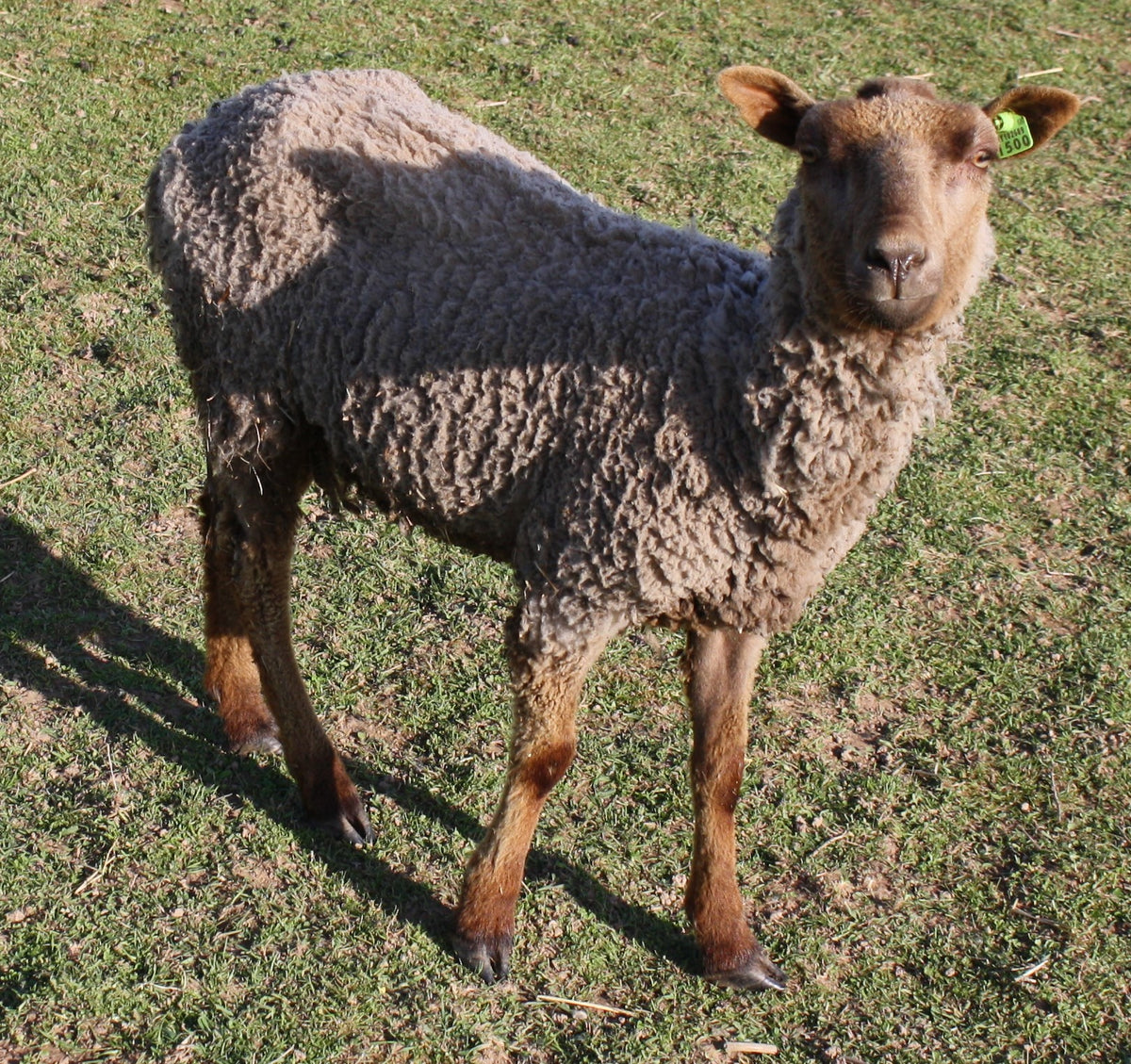 Delilah's Fleece Fawn Rooed 2025 – Whispering Pines Farm