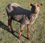 Delilah's Fleece Fawn Rooed 2025