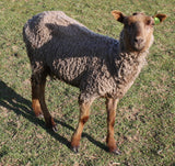 Delilah's Fleece Fawn Rooed 2025