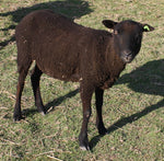 Elektra's Fleece - Black - Sheared - 2023