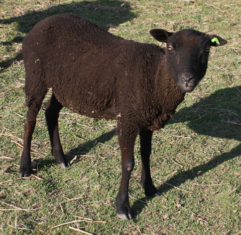 Elektra's Fleece Black Roo'd 2024