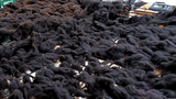 Tiffin's Fleece Black Rooed