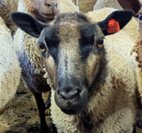 Wrexham's Fleece Grey Sheared 2026