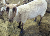 Magpie's Fleece Fawn Sheared 2026