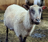 Hero's Fleece Fawn Sheared 2026
