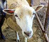 Liverpool's Fleece White Sheared