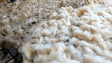 Zerlina's Fleece Fawn Rooed