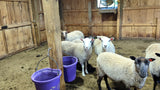 Leyton's Fleece White Sheared 2026