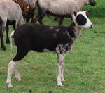 Luciana's Black Sheared 2025