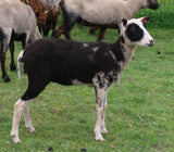 Luciana's Fleece - Black- Sheared - 2023