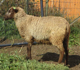 Meera Reed's Fleece Fawn Sheared 2024